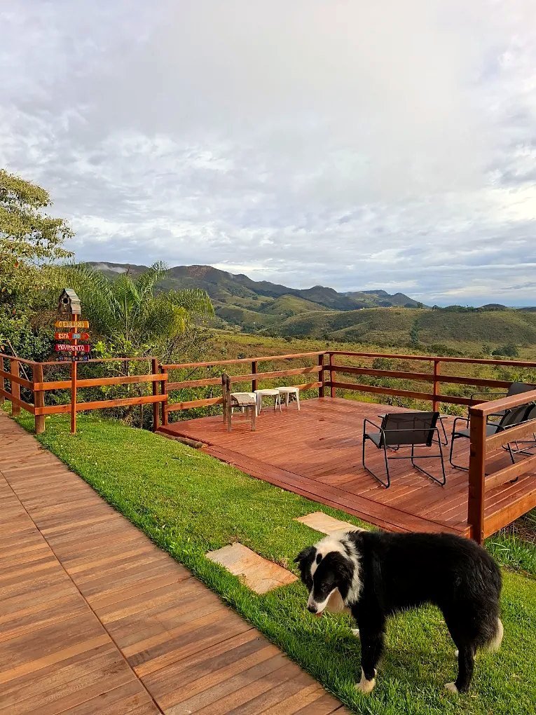 Napoleão, o border collie da pousada, no deck com vista para a serra